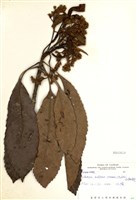 藏品(山枇杷(臺灣枇杷))的圖片